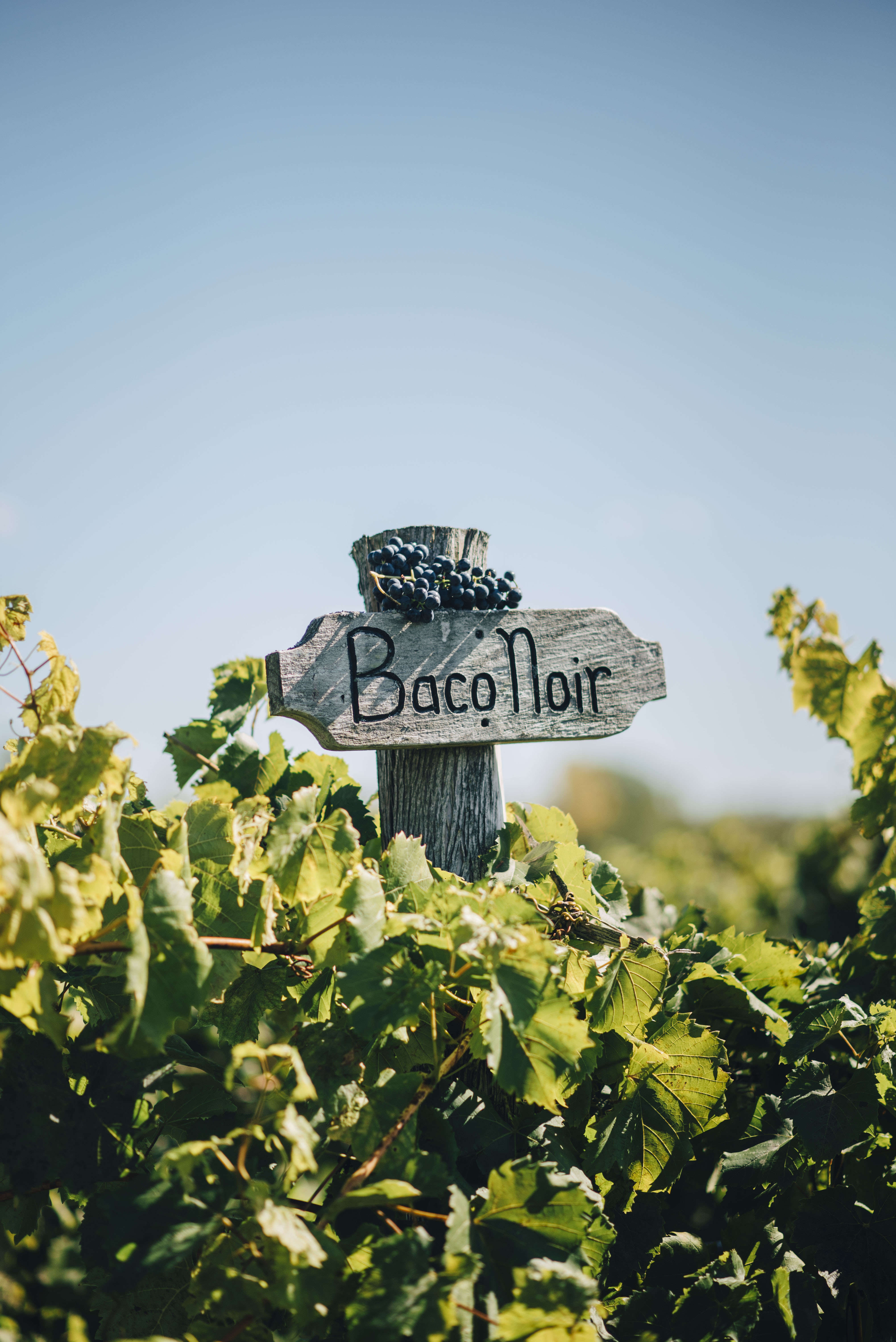 Planning a Visit to Vermont? Explore a Vineyard & Winery